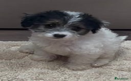 Jackapoo dogs for sale: Jackapoo puppy’s  - Image 4