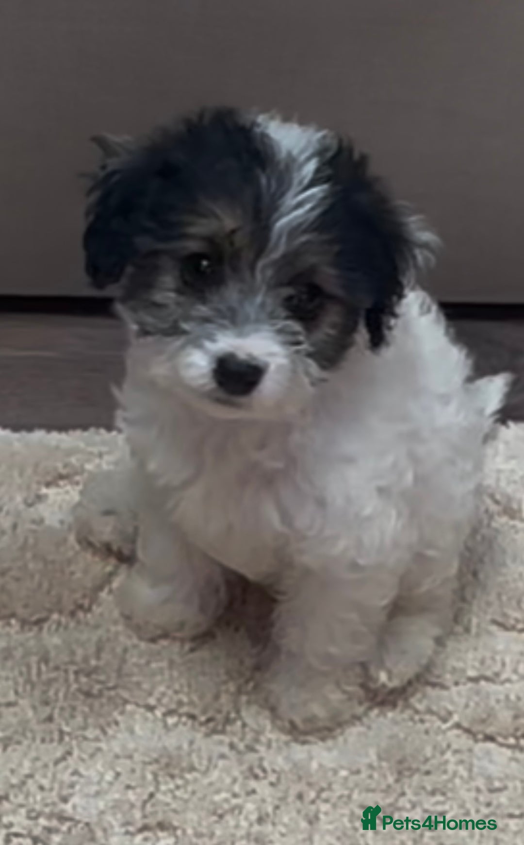 Jackapoo dogs for sale: Jackapoo puppy’s  - Image 4