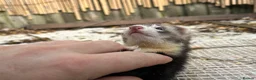 Ferret rodents for sale: Working strain hob ferrets  - Advert 8