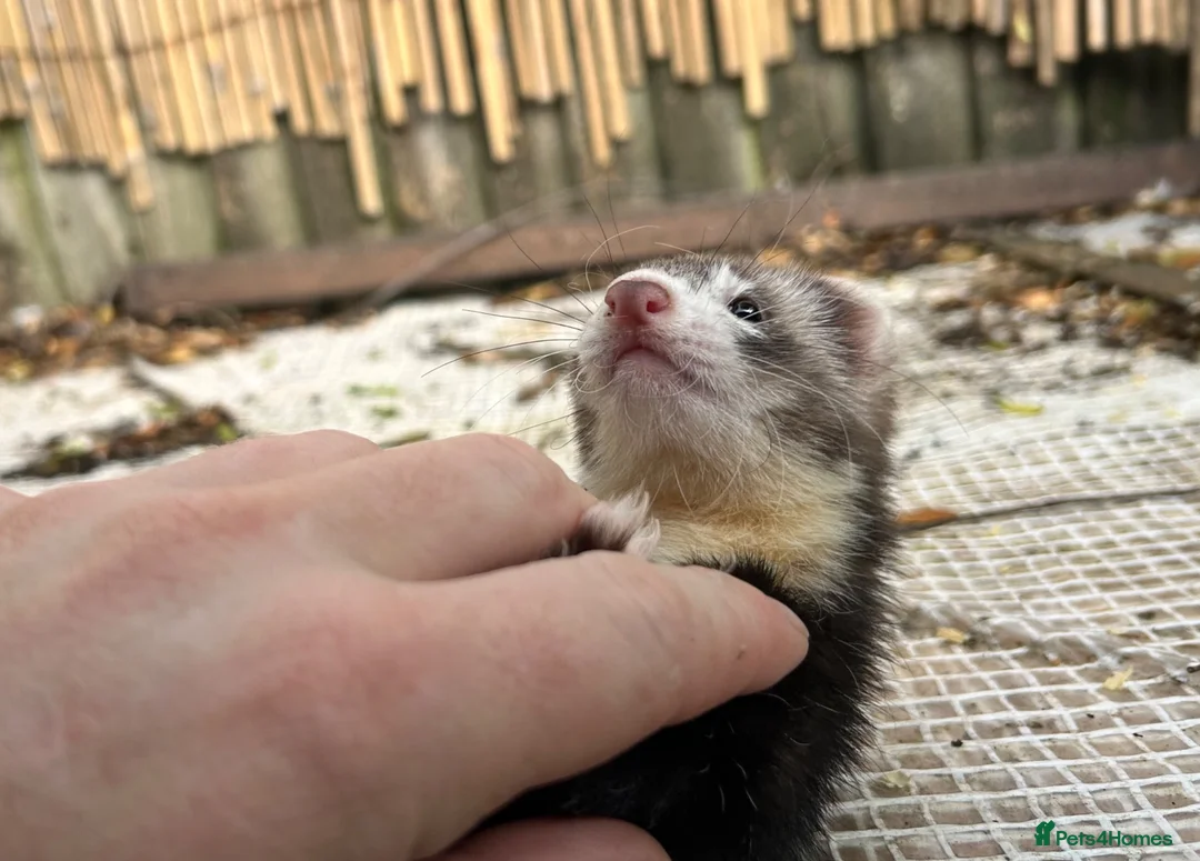 Ferret rodents for sale: Working strain hob ferrets  - Advert 8