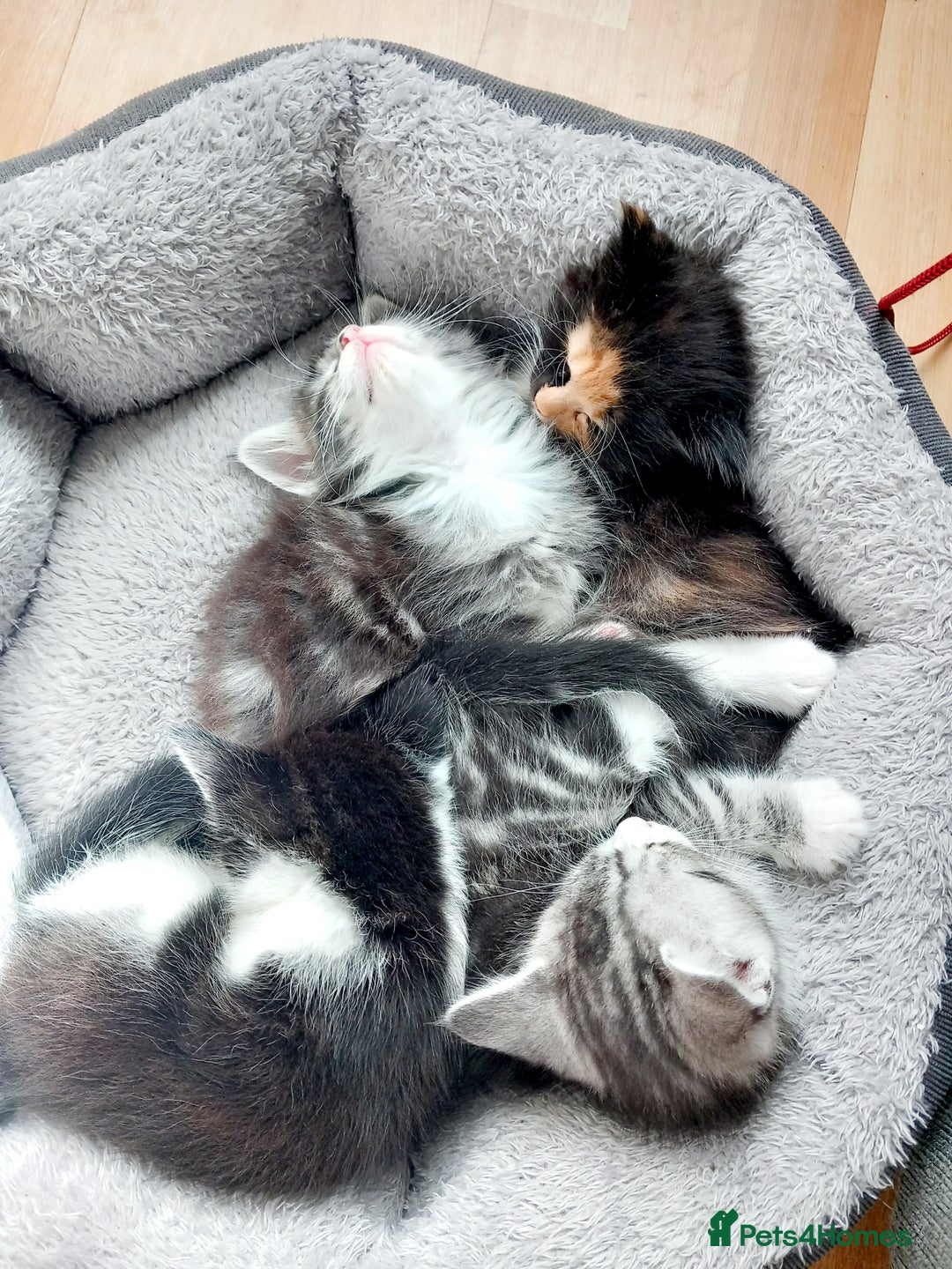 Mixed Breed cats for sale: Mainecoon and Forest Norwegian mixed kittens - Image 11