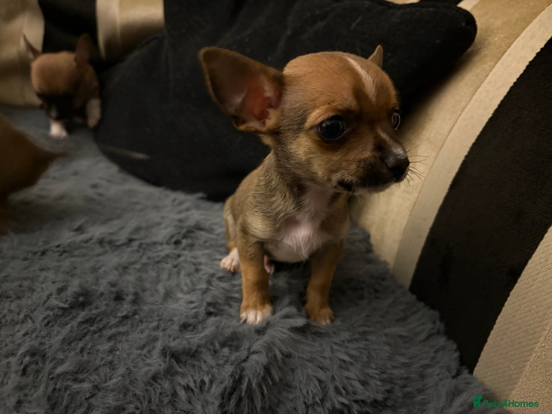 Mixed Breed dogs for sale: Jackawawa pups  - Advert 1