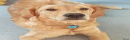 Golden Retriever dogs for sale: Gorgeous KC Reg Golden Retriever Boy in Bude - Advert 9