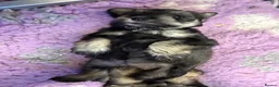 Miniature Schnauzer dogs for sale: 🐾 KC Registered Miniature Schnauzer Puppies 🐾 - Advert 16