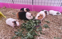 Guinea Pig rodents for sale: Teddy Guinea Pigs for Sale - Image 2