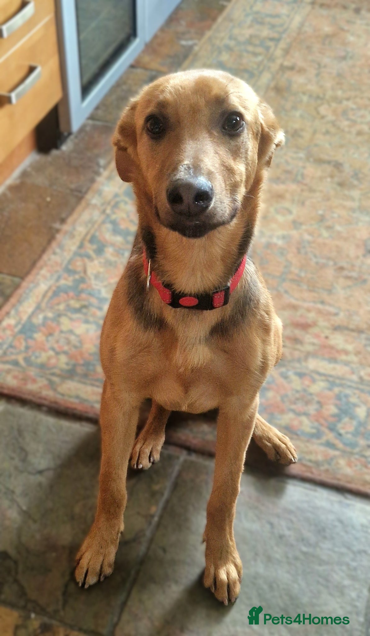 Mixed Breed dogs for sale: Lovely Lucy 7 months old is ready for adoption! - Advert 2