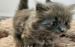 British Shorthair cats for sale: 4 lovely kittens - Image 3