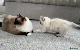 Ragdoll cats for sale: Champion blood dilute blue tabby ragdoll kitten - Image 9