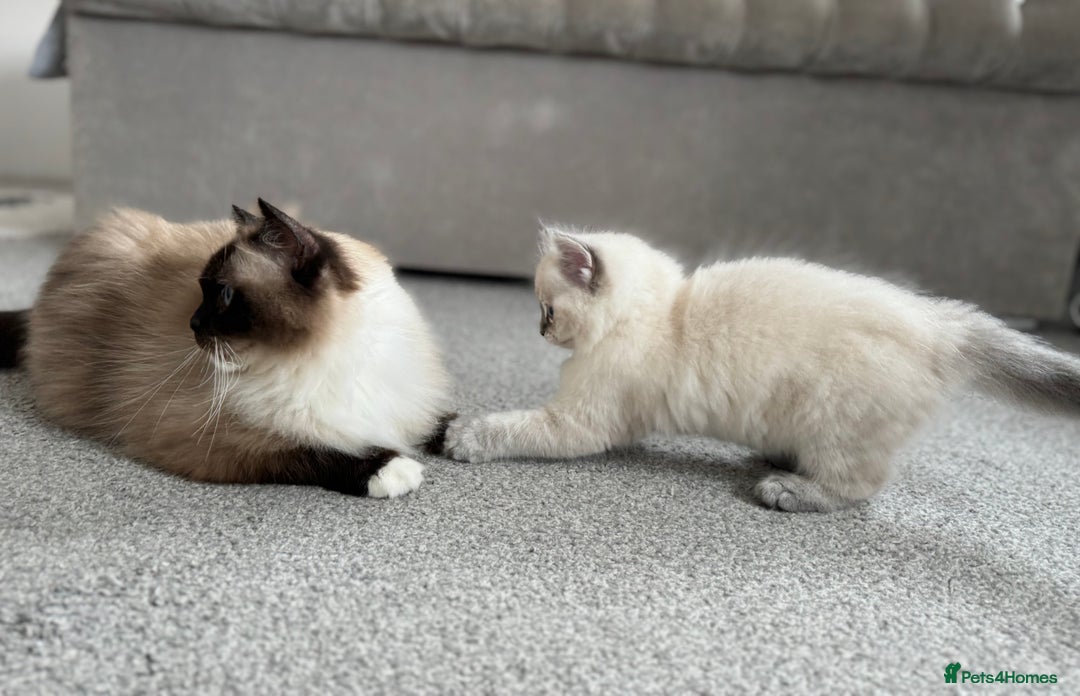 Ragdoll cats for sale: Champion blood dilute blue tabby ragdoll kitten - Image 9