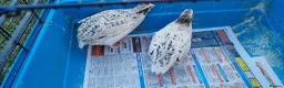 Quail poultry for sale: Coturnix quail - Advert 5