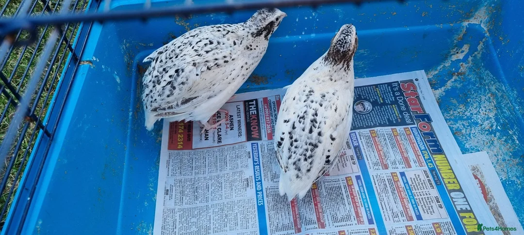 Quail poultry for sale: Coturnix quail - Advert 5