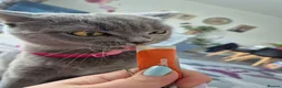 British Shorthair cats for sale: British shorthair kittens  - Advert 7