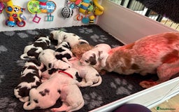 Cocker Spaniel dogs for sale: KC Reg; Home Raised; Low COI; DNA CLEAR; Show Type - Image 5