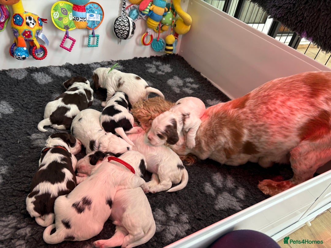 Cocker Spaniel dogs for sale: KC Reg; Home Raised; Low COI; DNA CLEAR; Show Type - Image 5