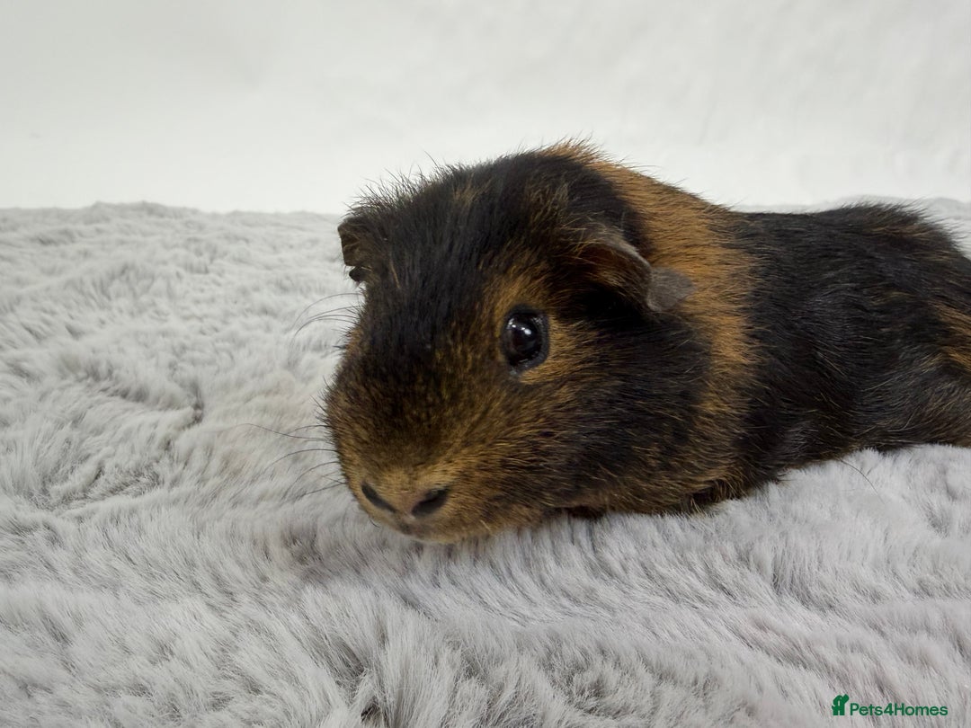 Guinea Pig rodents for sale: Alvin the guinea pig - Advert 4