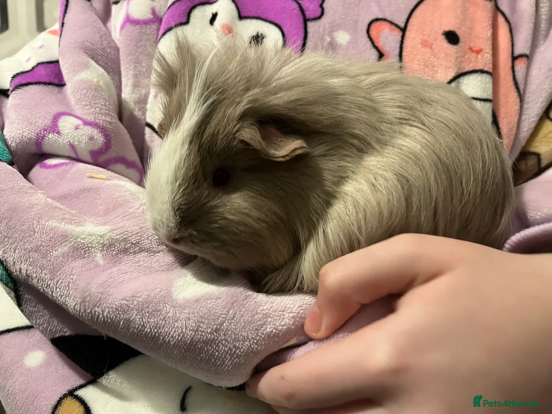 Guinea Pig rodents for sale: 3 female guinea pigs and cage - Advert 1