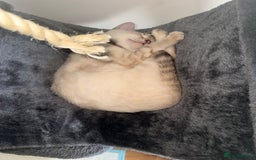 Bengal cats for sale: Blue Eyed Snow Lynx Kittens  - Image 20