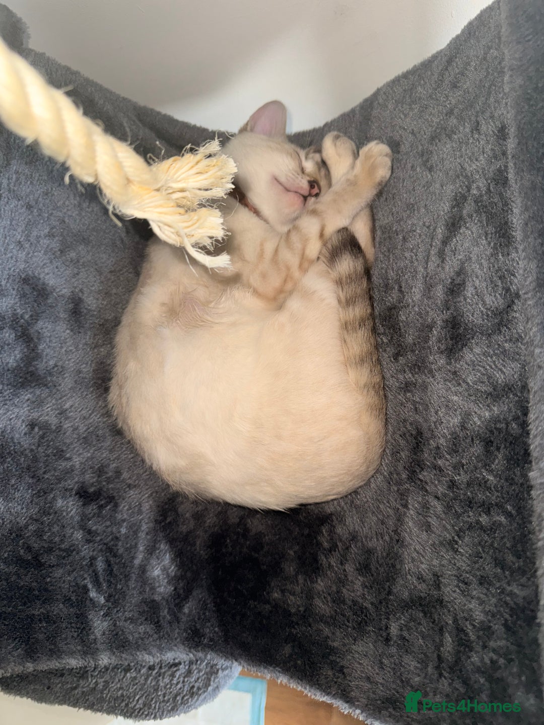 Bengal cats for sale: Blue Eyed Snow Lynx Kittens  - Image 20