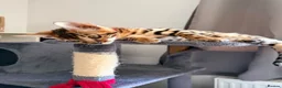Bengal cats for sale: Stunning Bengal 3 Boys left - Advert 25