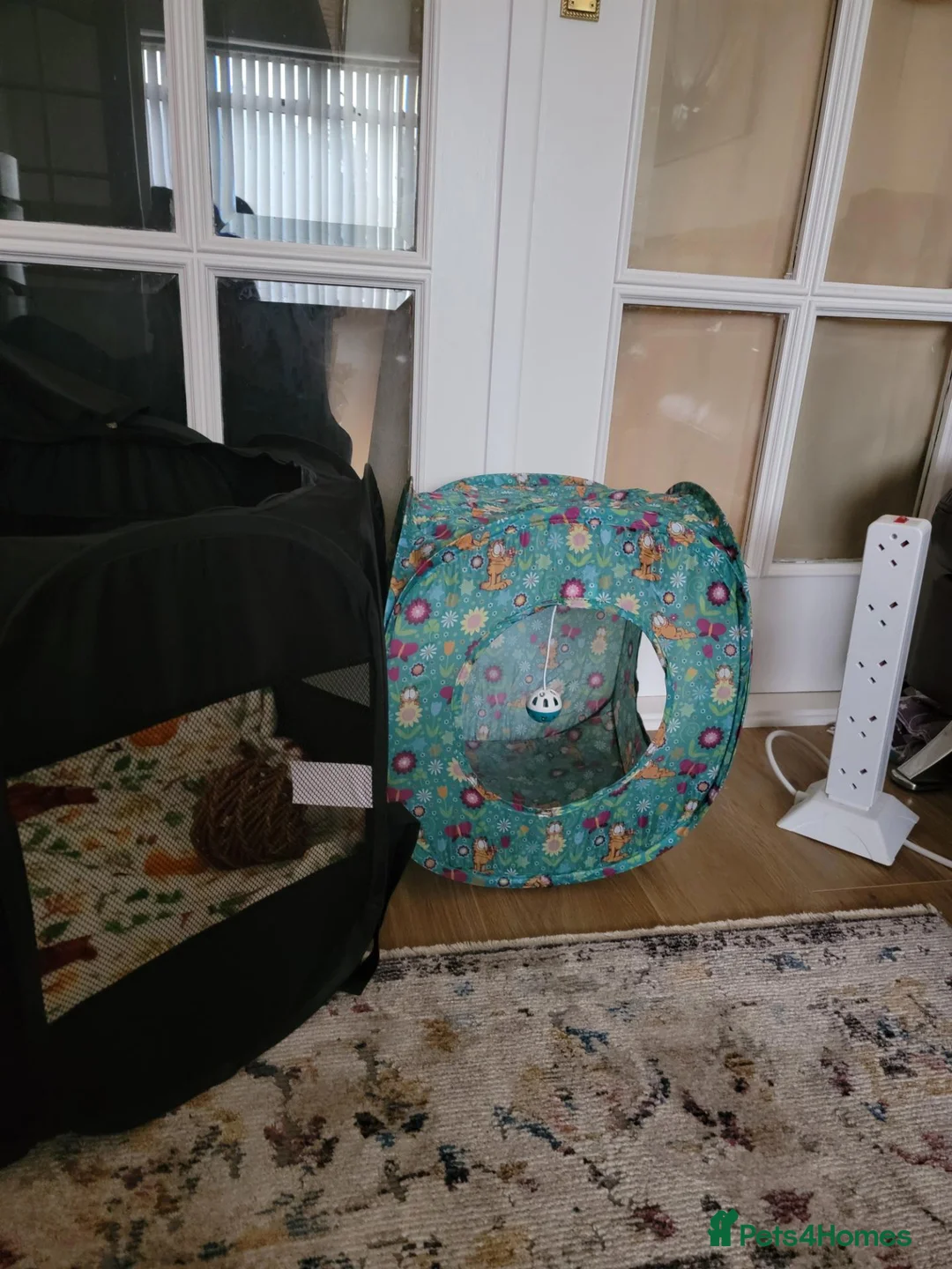 Guinea Pig rodents for sale: 2x male guinea pigs with full set up in Glenrothes - Advert 8