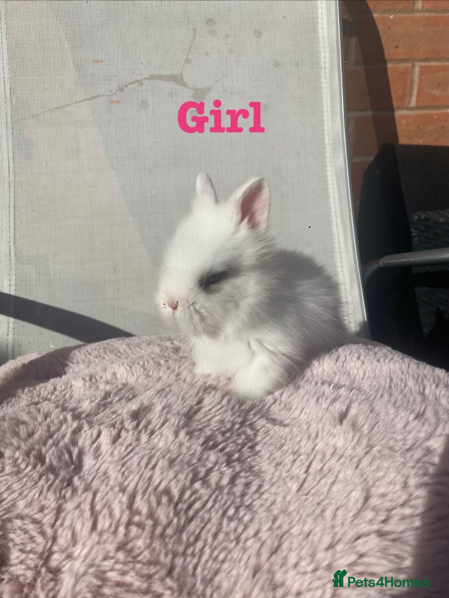 Lionhead rabbits Purebred Fluffy Baby Lionhead Dwarfs - Advert 12