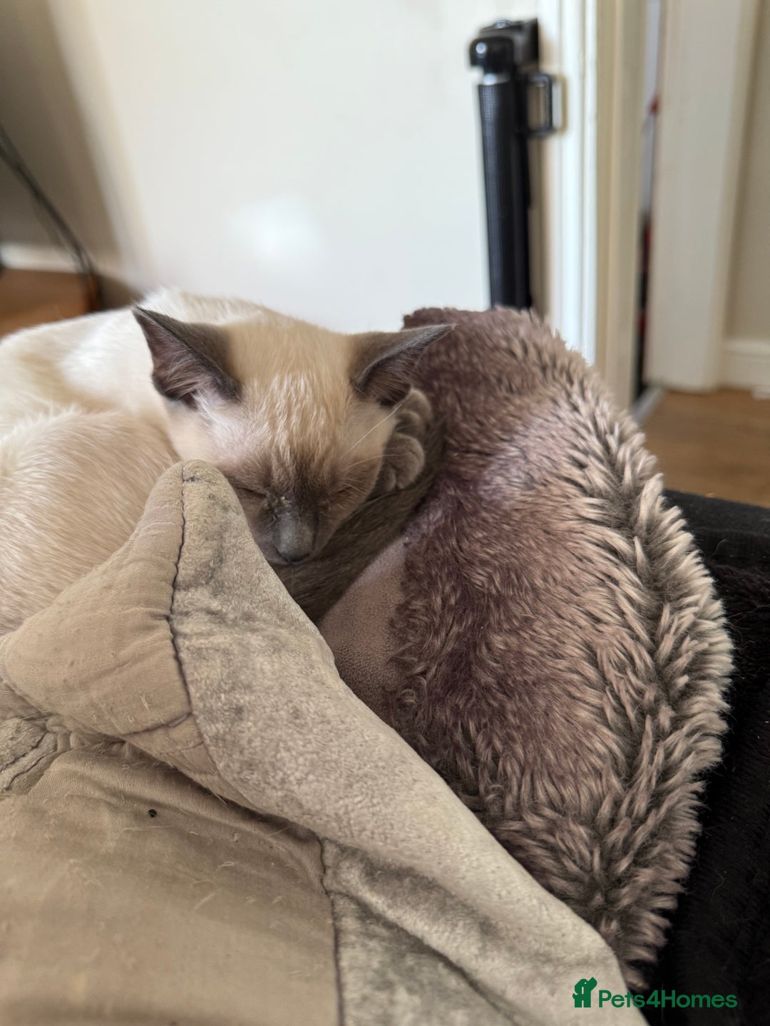Siamese cats for sale: Siamese kittens wanting new slaves - Advert 4