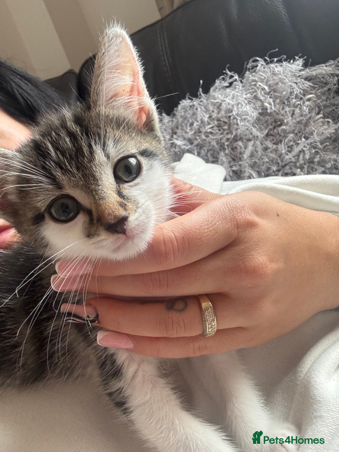 Mixed Breed cats for sale: Kitten  - Image 1