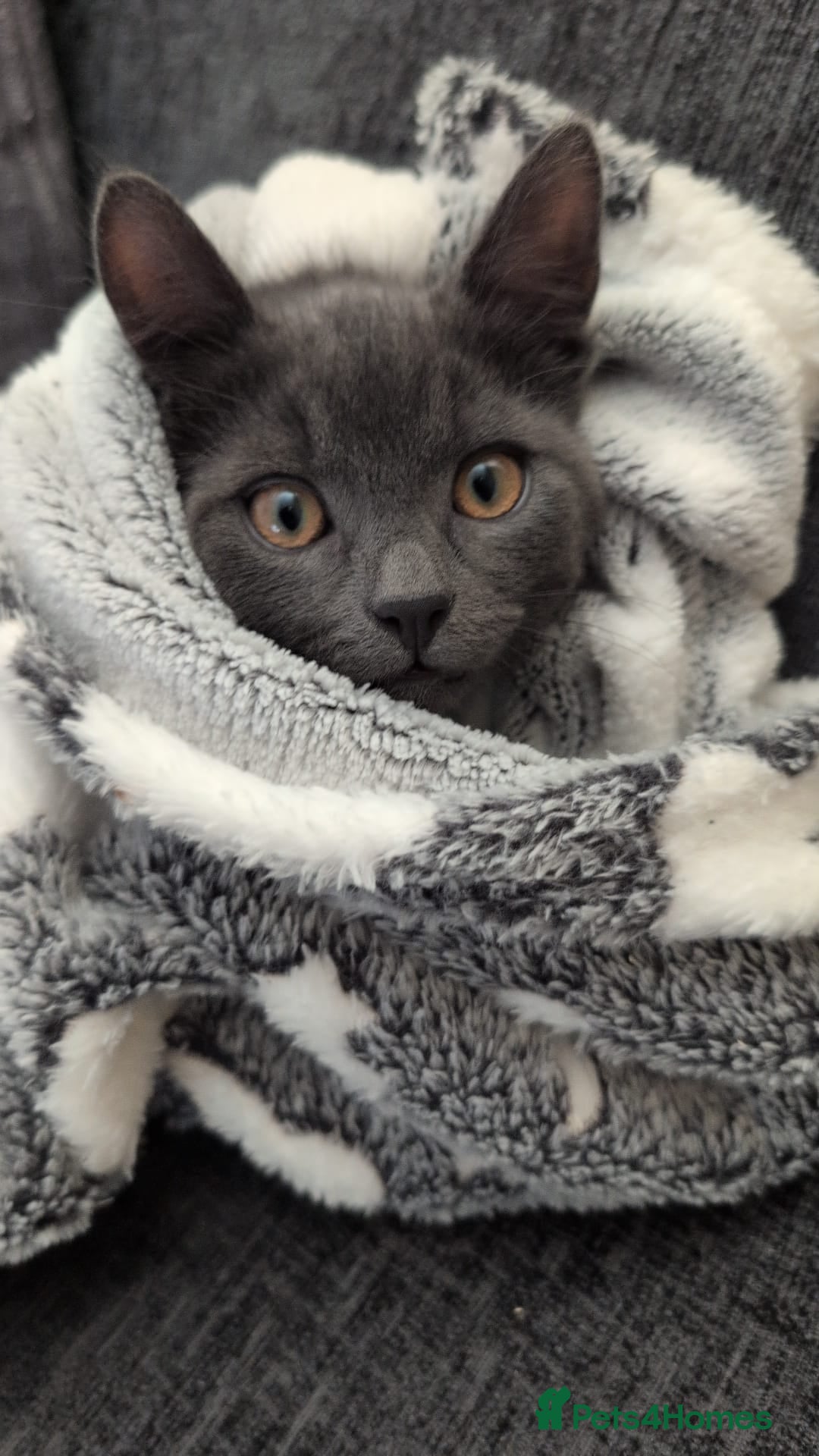 Mixed Breed cats for sale: Leo male kitten - Advert 3