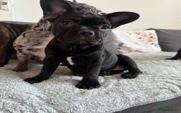 French Bulldog dogs for sale: French Bulldog Puppies 3 Months Old Girl and Boy  - Image 5