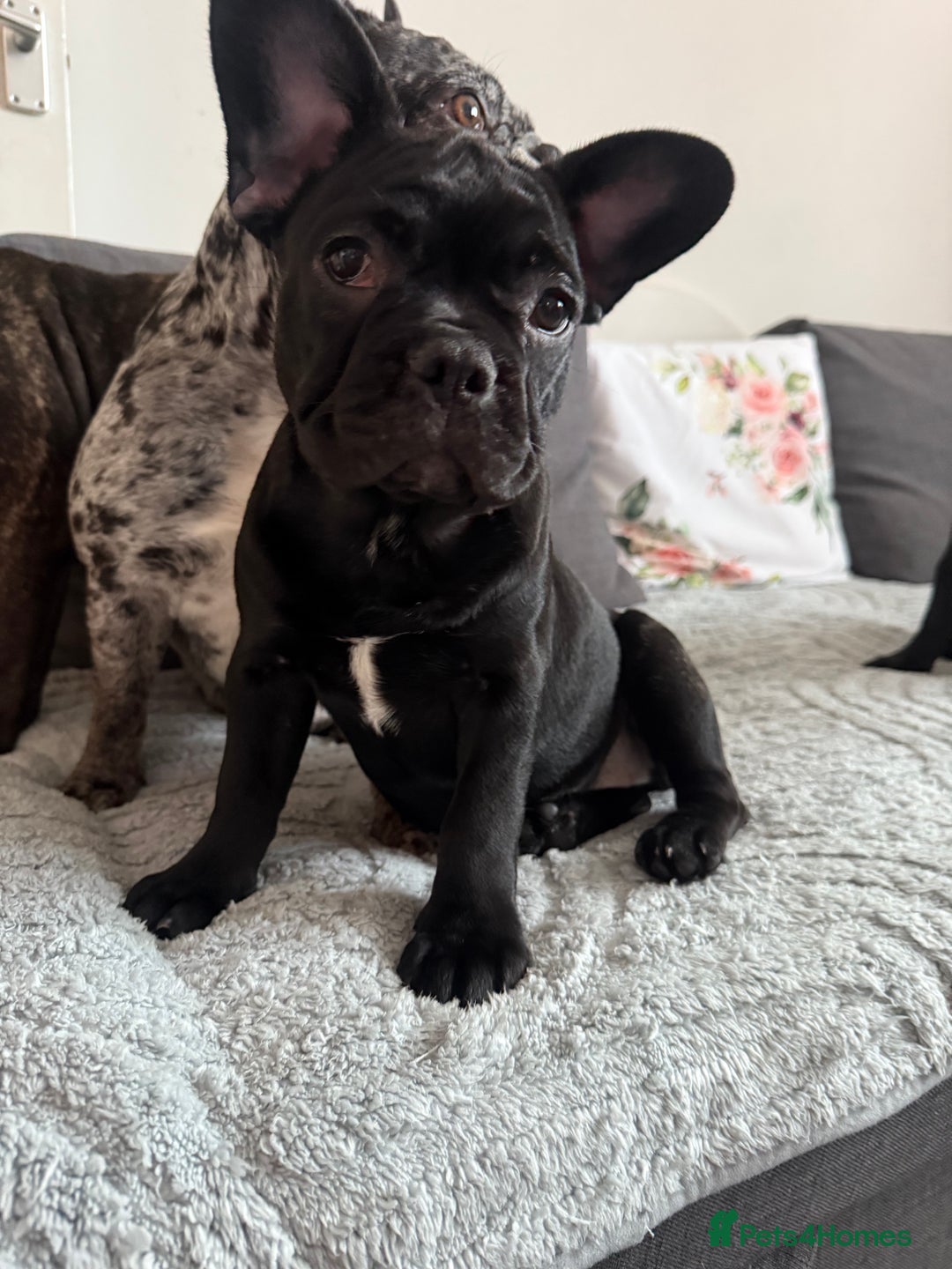 French Bulldog dogs for sale: French Bulldog Puppies 3 Months Old Girl and Boy  - Image 5