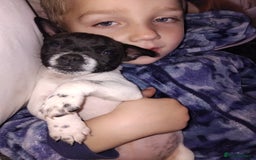 Jack Russell dogs for sale: Jack rusell - Image 9