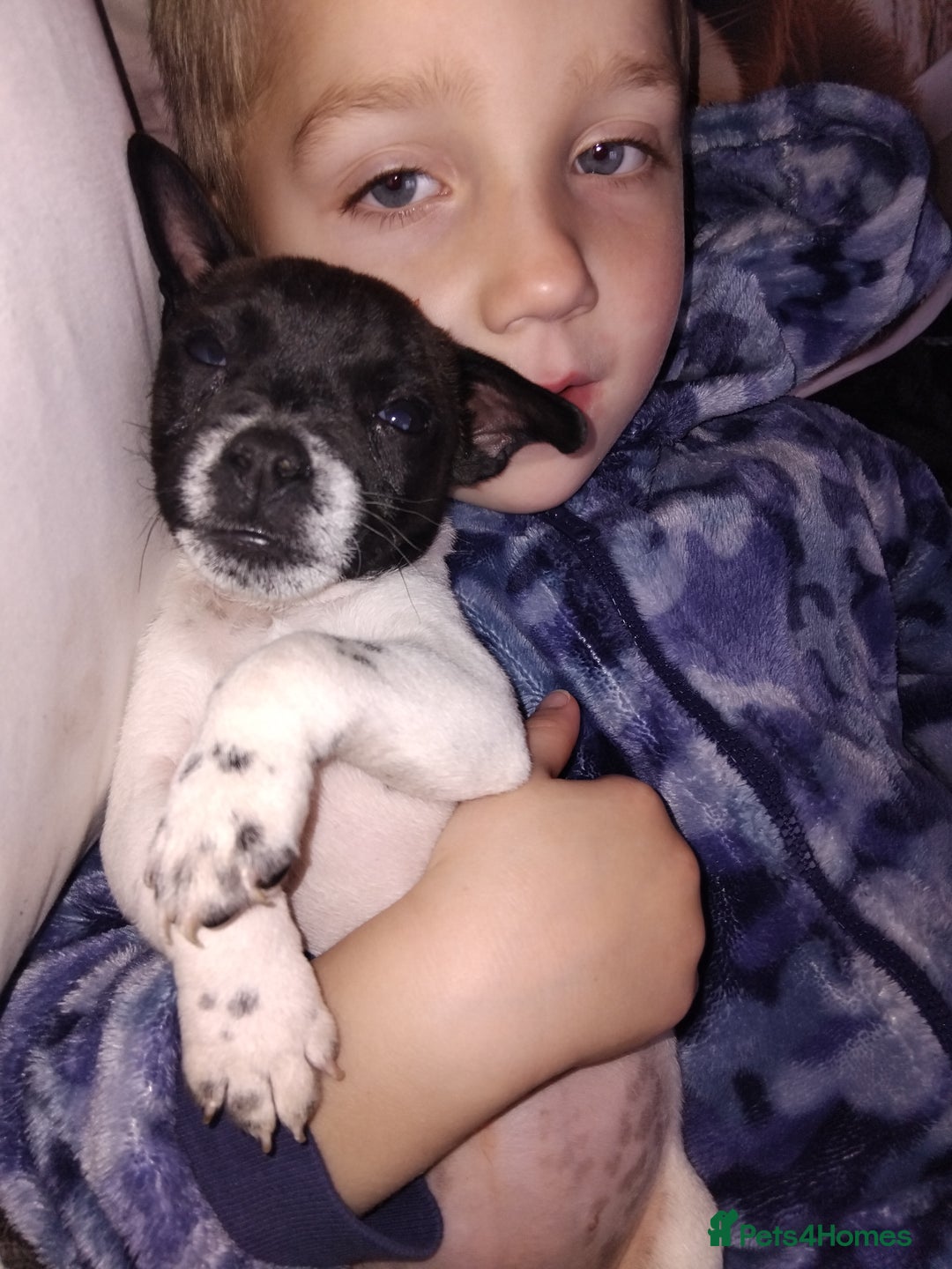 Jack Russell dogs for sale: Jack rusell - Image 9