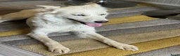 Mixed Breed dogs for adoption: Sweet Rita Needs Love  - Advert 22