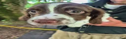 English Springer Spaniel dogs for sale: English Springer Spaniel pups for sale! - Advert 10