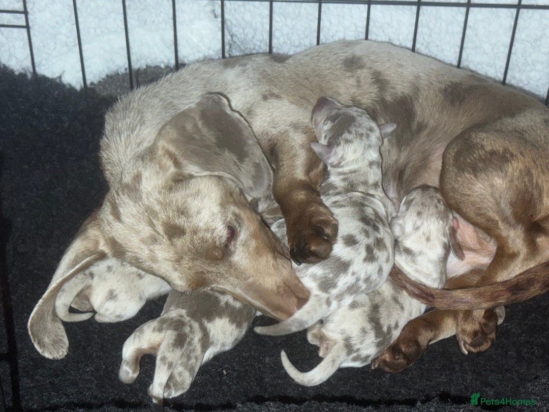 Miniature Dachshund dogs for sale: Isabella silver dapple miniature Daschound puppy’s - Advert 1