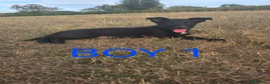 Border Collie 1