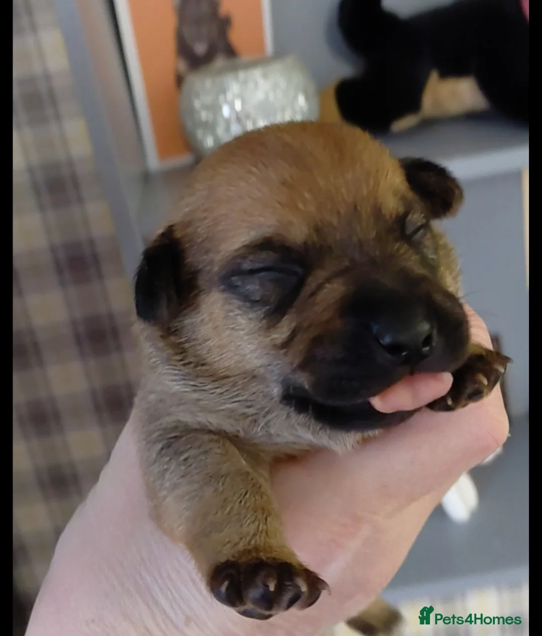 Jack Russell dogs for sale: Jack Russell Female in Kidderminster - Advert 2