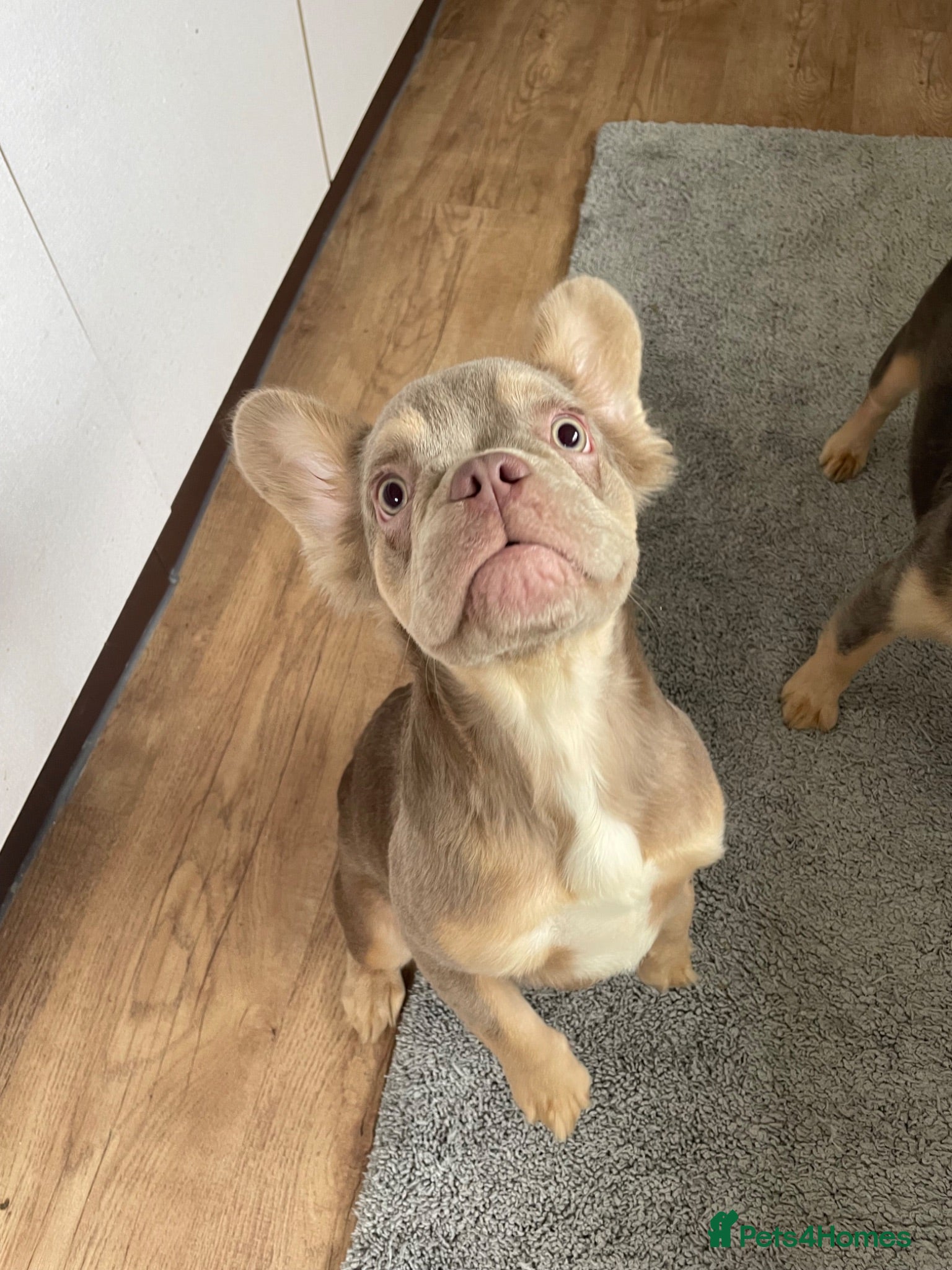 French Bulldog dogs Fluffy loving playful french bulldogs 🐶❤️🐶❤️🐶  - Advert 1