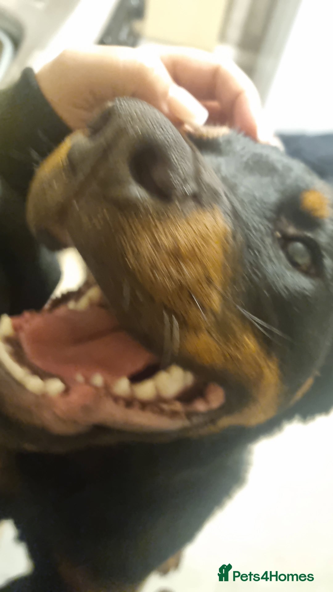 Rottweiler dogs for sale: 6 month old reluctant sale - Advert 3