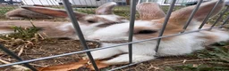 Mixed Breed rabbits for sale: Male bunnies  in Southend-on-Sea - Advert 4