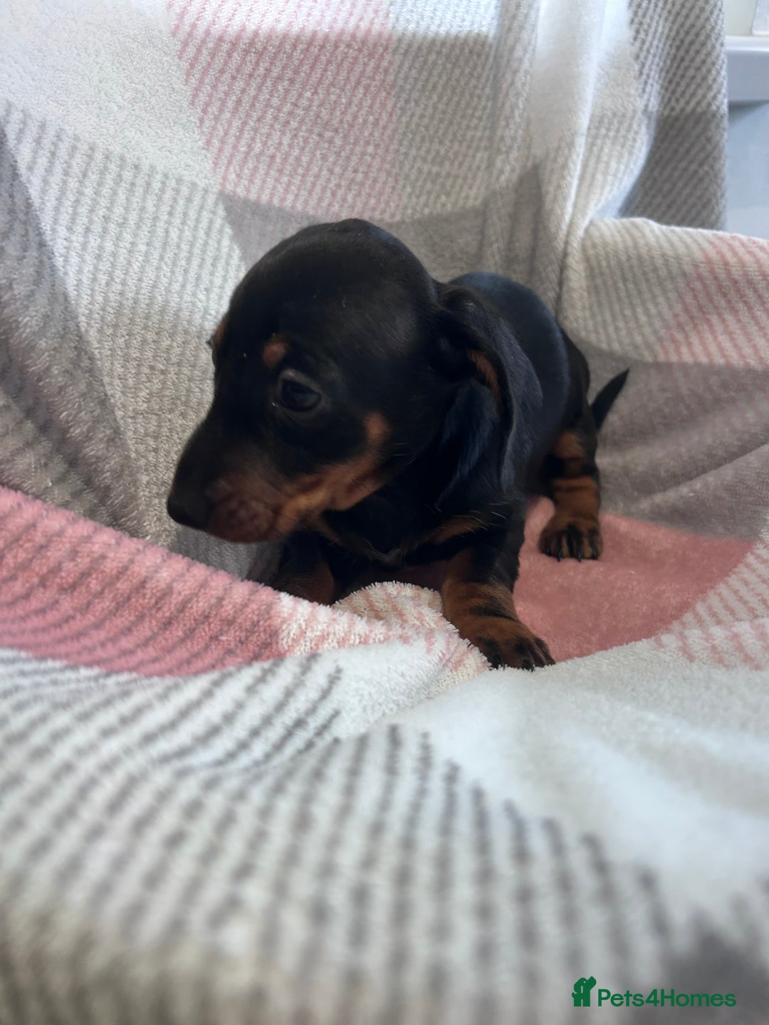 Dachshund dogs for sale: Dachshund puppies - Image 18