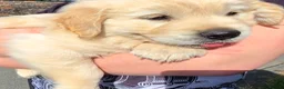 Golden Retriever dogs for sale: Gorgeously Massive Golden Retriever  - Advert 5