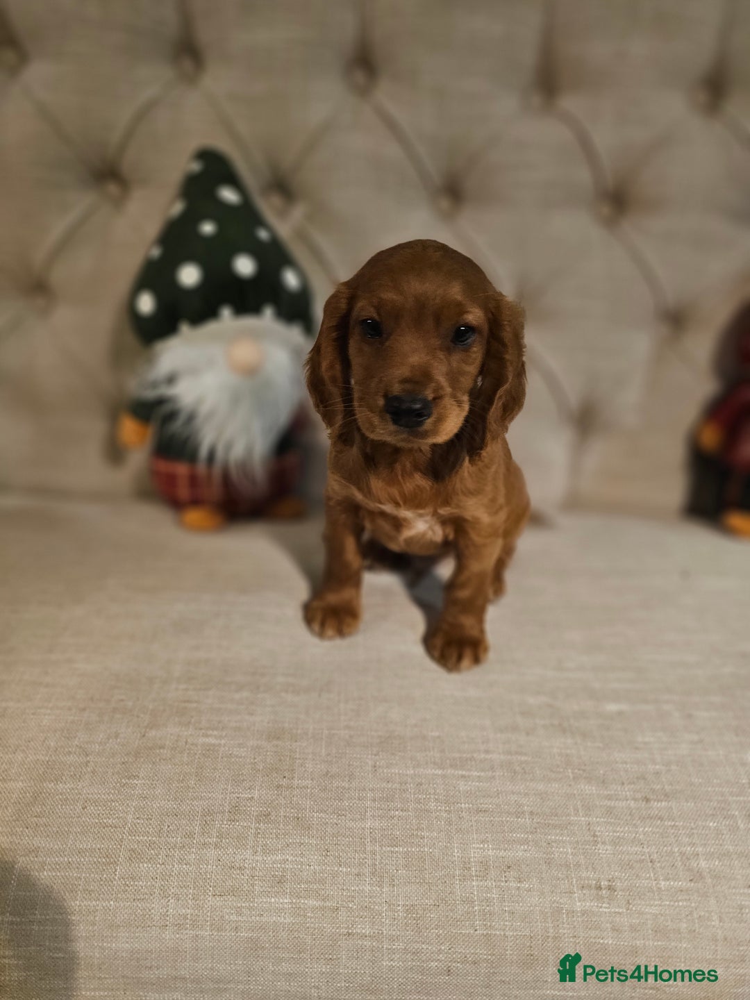 Cocker Spaniel dogs for sale: KC REGISTERED WORKING COCKERS - Image 8
