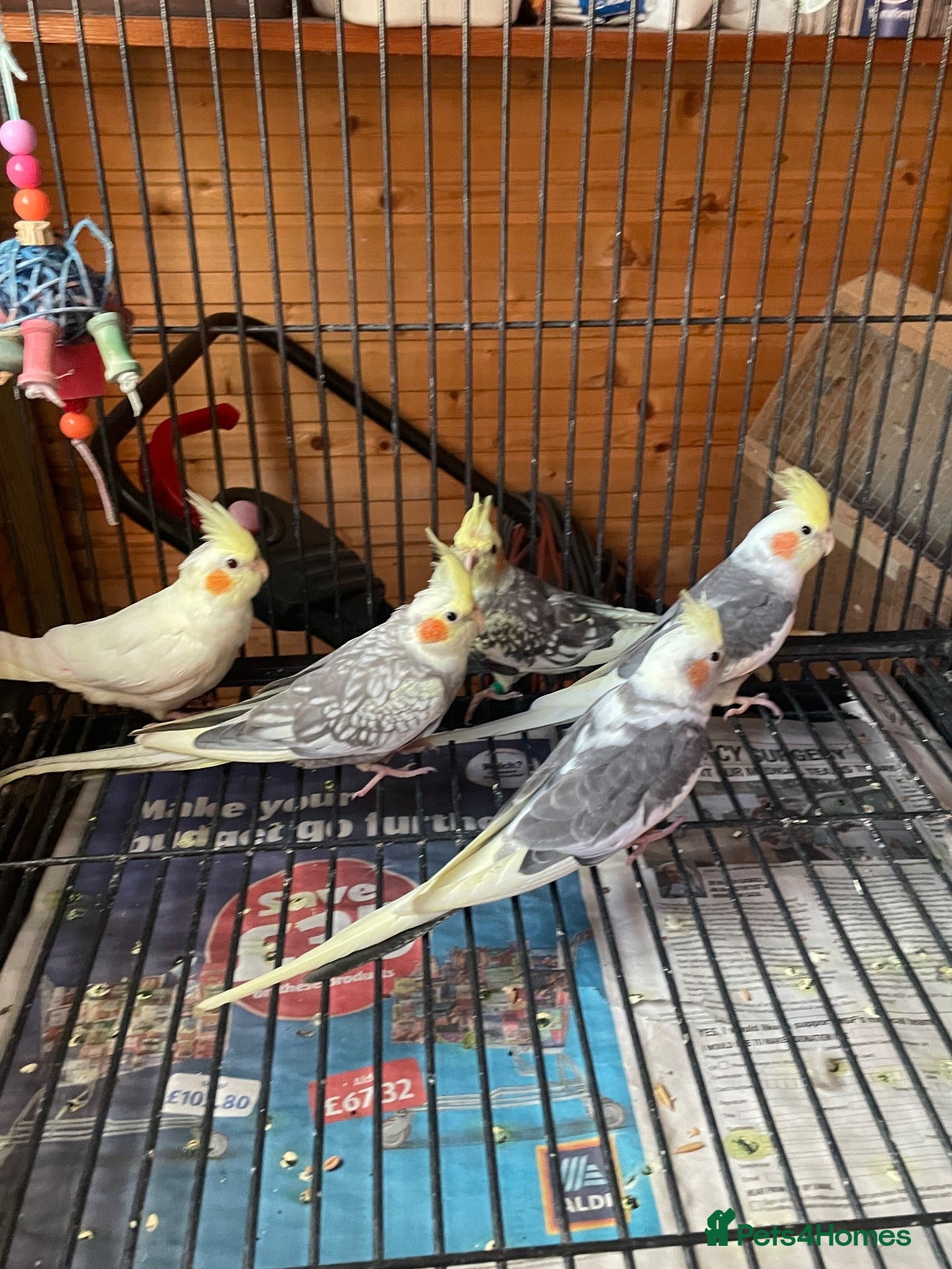 Cockatiels birds Cockatiel babies  - Advert 1