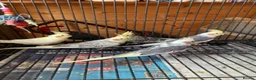 Cockatiels birds for sale: Cockatiel babies  - Advert 1