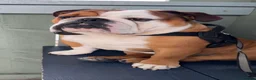 English Bulldog dogs for stud: Full Breed Bulldog for stud - Advert 9