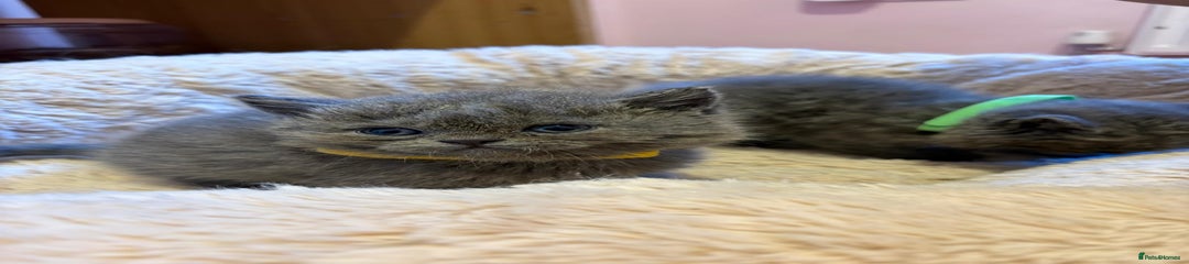 British Shorthair Kitten 2