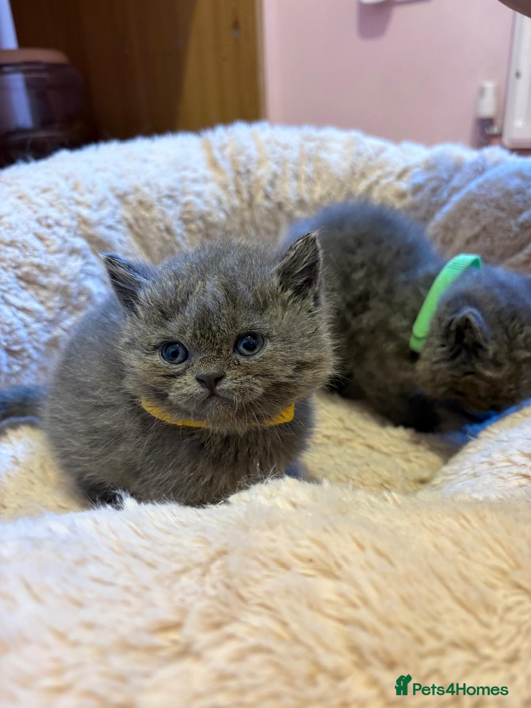 British Shorthair cats for sale: British Blue Shorthair kittens for sale - Image 6
