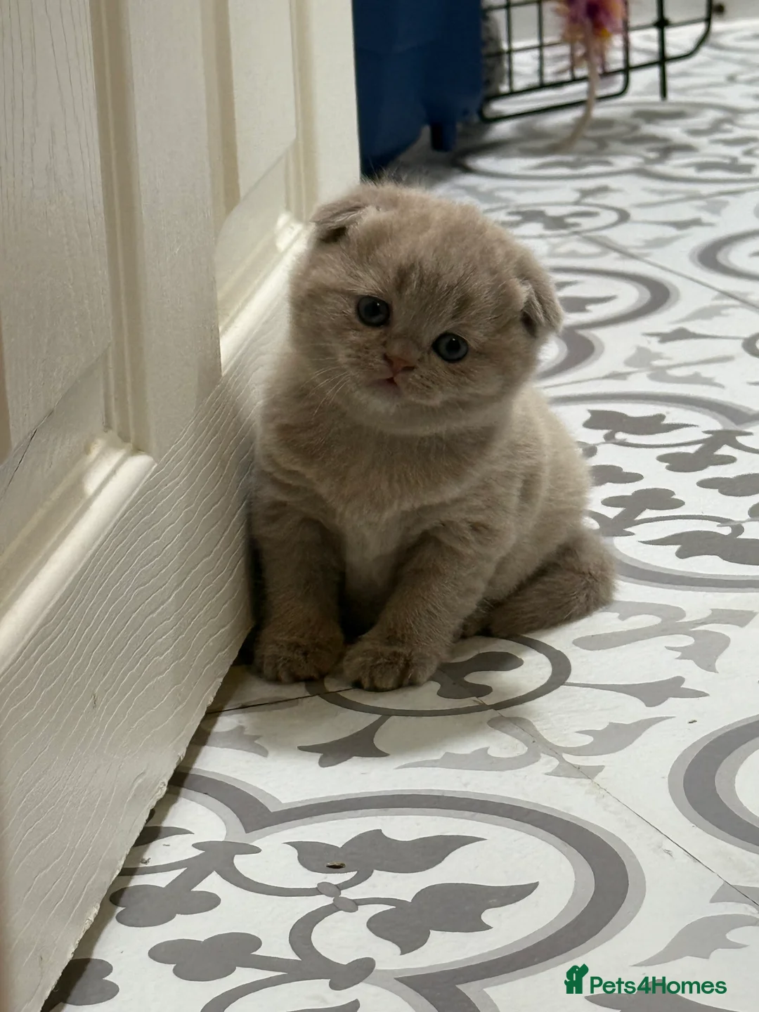 Scottish Fold cats for sale: Fawn Scottish Fold Girl Kitten  - Advert 2