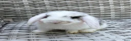 Mini Lop rabbits for sale: Pure bred mini lops - Advert 17